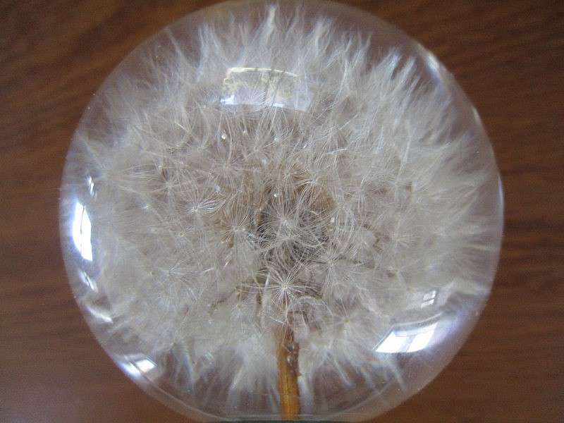 Award winning  Hafod Grange, Wales  handcrafted Dandlion "clock" paperweight - real Dandelion