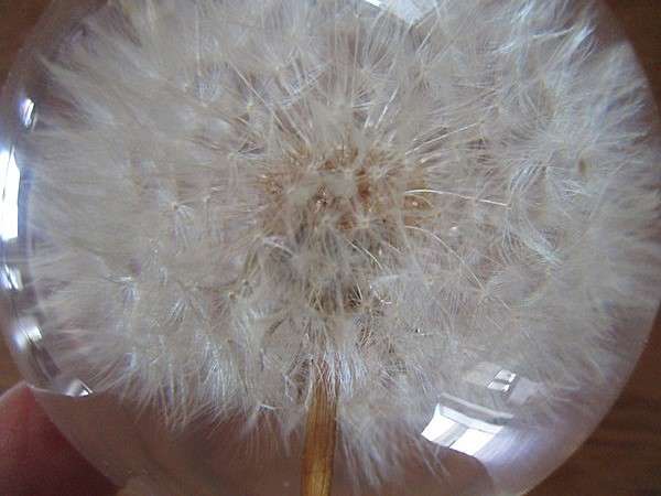 Award winning  Hafod Grange, Wales  handcrafted Dandlion "clock" paperweight - real Dandelion