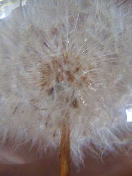 Award winning  Hafod Grange, Wales  handcrafted Dandlion "clock" paperweight - real Dandelion