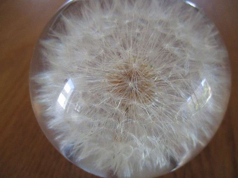 Award winning  Hafod Grange, Wales  handcrafted Dandlion "clock" paperweight - real Dandelion