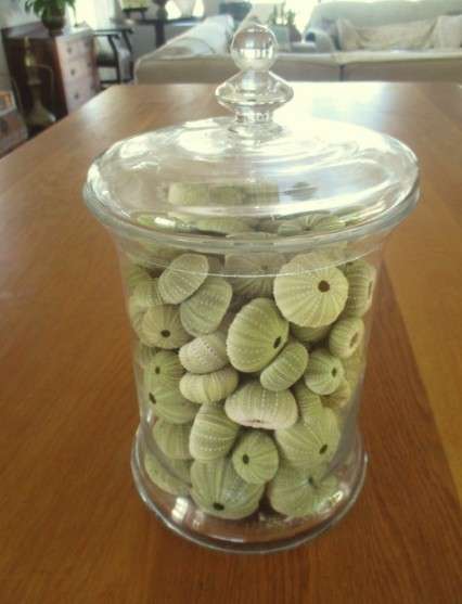 An absolutely enormous glass jar full of sea urchin shells - over 140 shells