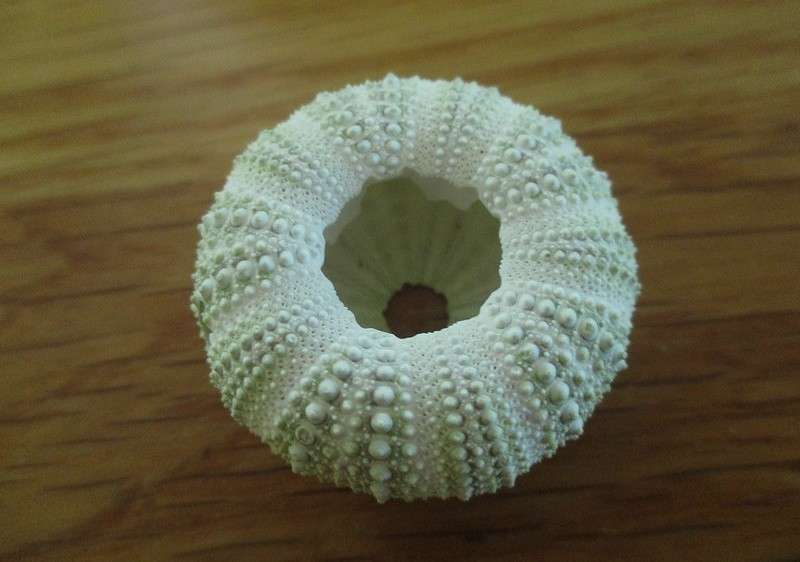 An absolutely enormous glass jar full of sea urchin shells - over 140 shells