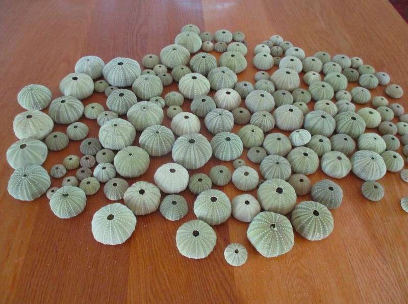 An absolutely enormous glass jar full of sea urchin shells - over 140 shells