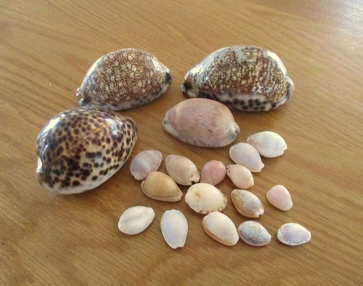 From Neptune's garden - nineteen cowrie shells (three large tiger cowries and sixteen smaller ones)
