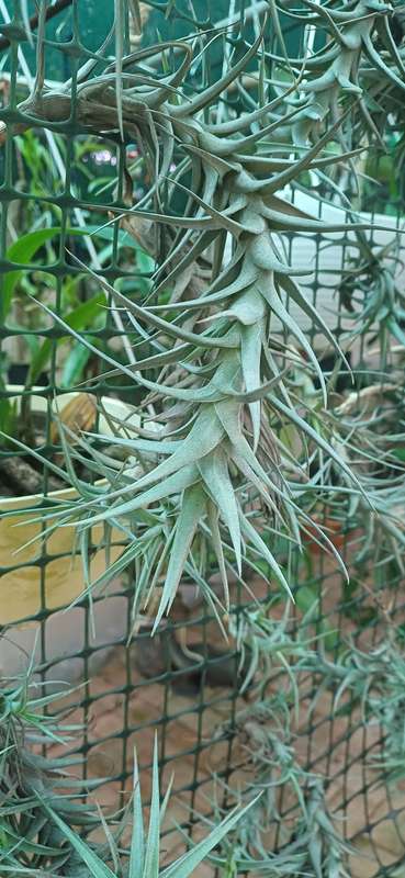 Airplants