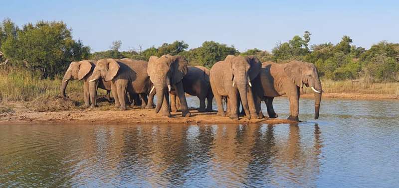 BIG5 Mabula  Game Lodge Accommodation 7 Nights 10 Sleeper Timeshare