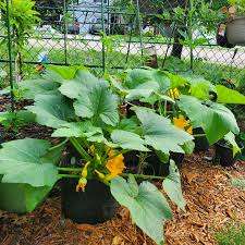 Garden / Nursery Planting Bags