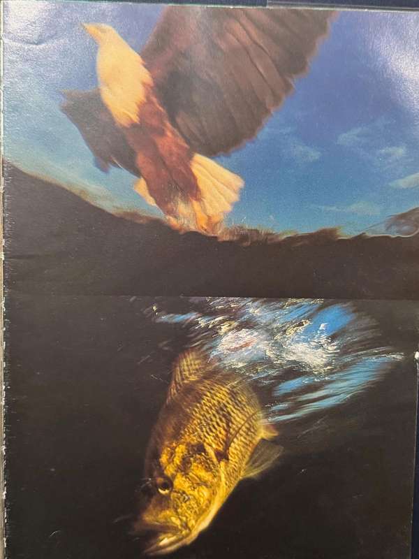 The Swamp Book