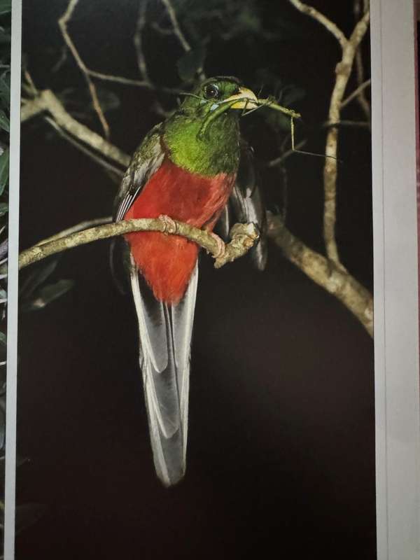 Birds of Southern Africa