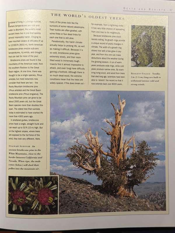 The Living Forest