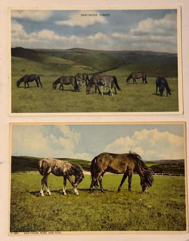 Postcards Ponies