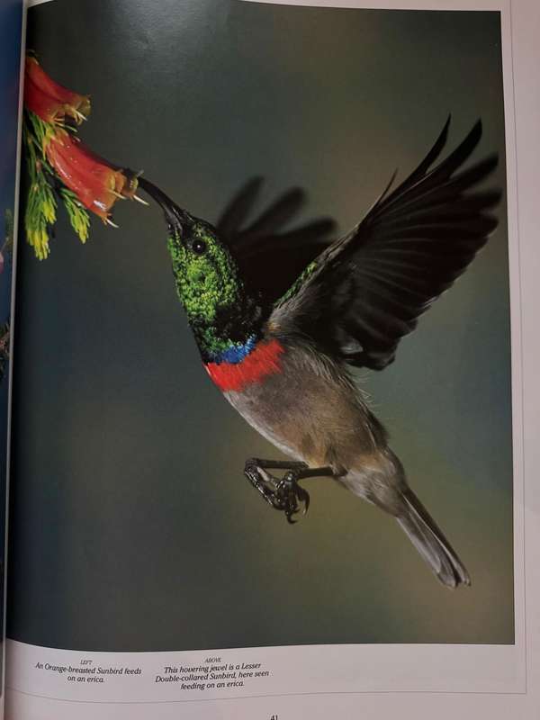 Birds of Southern Africa