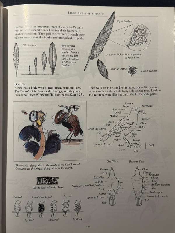 Birds for Beginners in Southern Africa