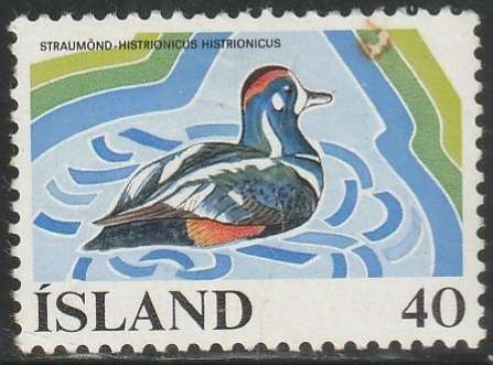 THEMATIC BIRDS ICELAND MM