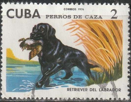 THEMATIC ANIMALS CUBA ULH