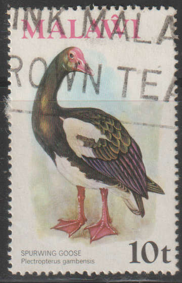 THEMATIC BIRDS MALAWI ULH