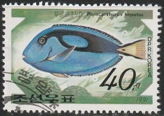 THEMATIC FISH KOREA ULH