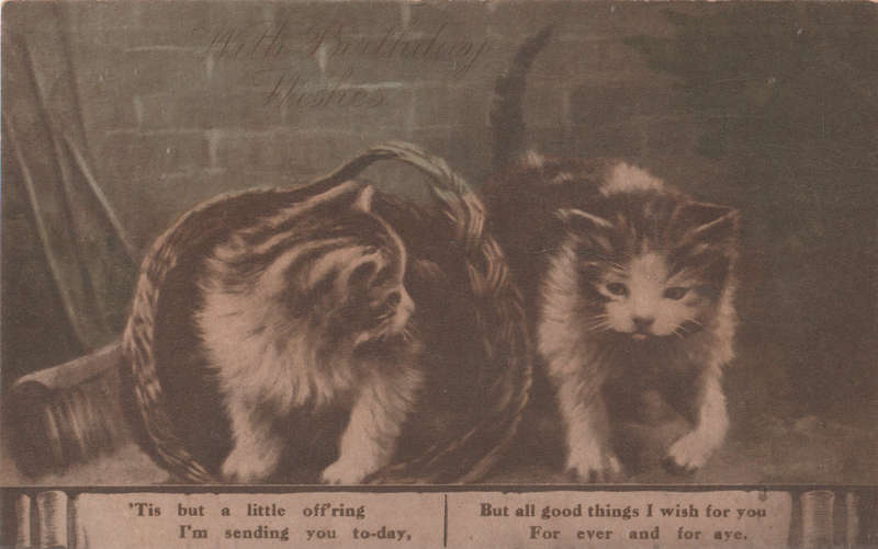 USED POST CARD CATS