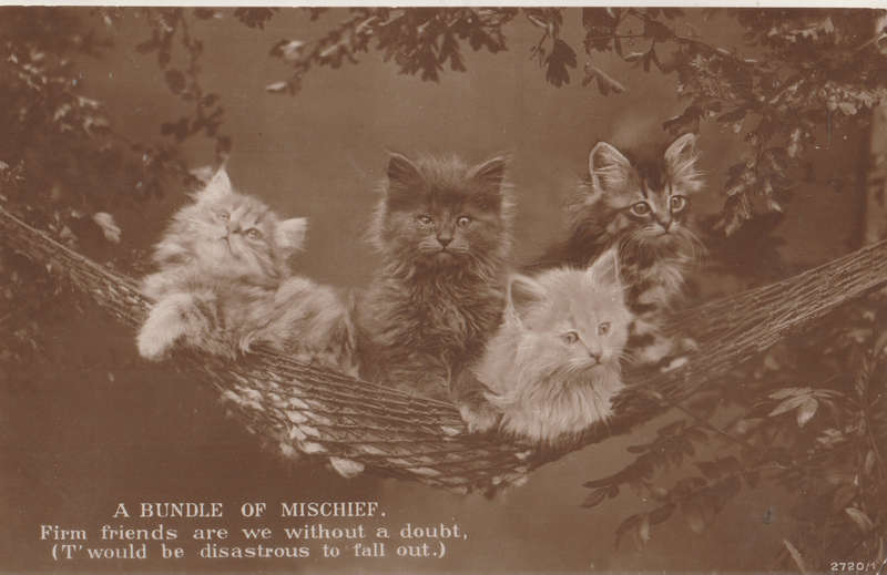 USED POST CARD CATS