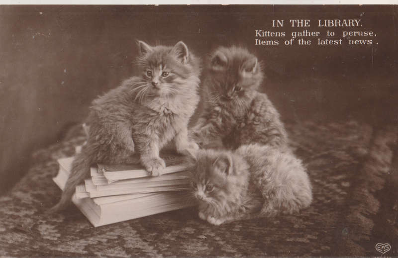 USED POST CARD CATS