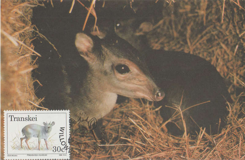 MINT POST CARD MAXI CARD TRANSKEI