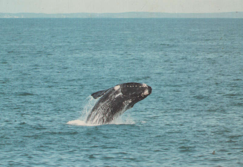 MINT POST CARD