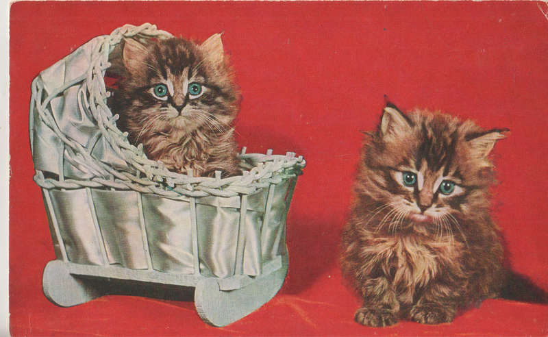 MINT POST CARD CATS