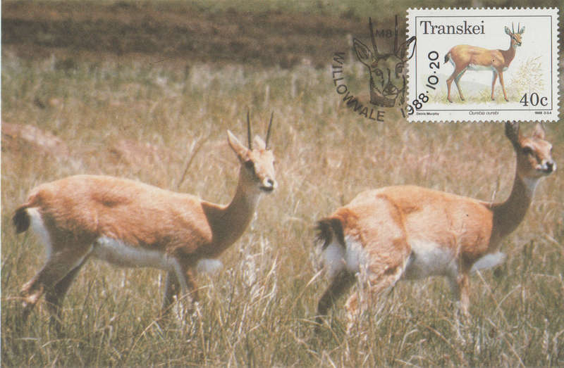 MINT POST CARD MAXI CARD TRANSKEI