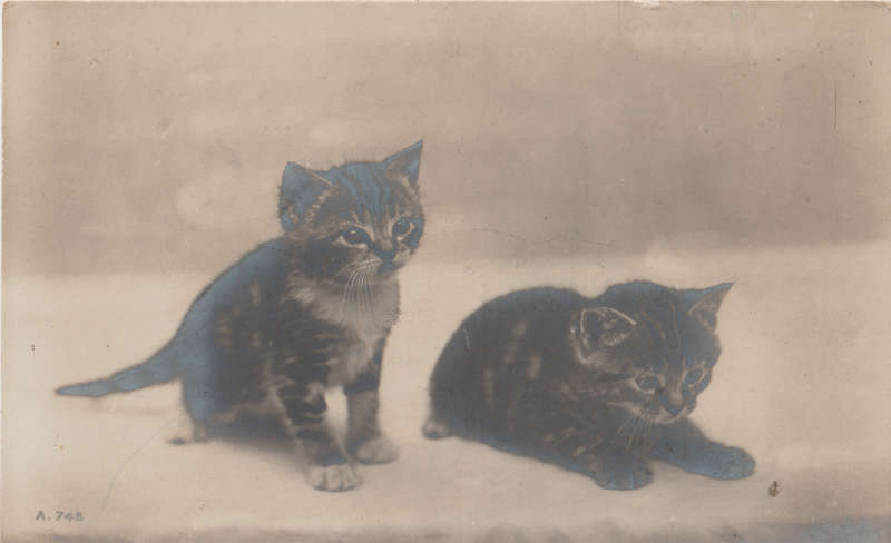 MINT POST CARD CATS
