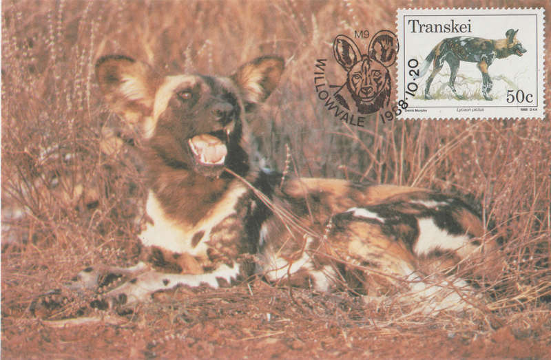 MINT POST CARD MAXI CARD TRANSKEI