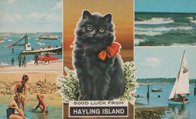 MINT POST CARD CATS