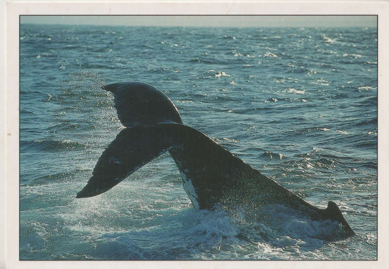 MINT POST CARD