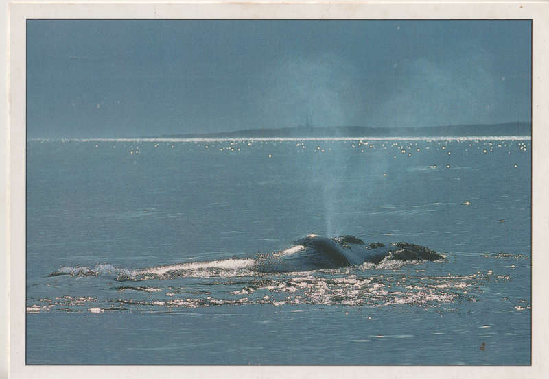 MINT POST CARD