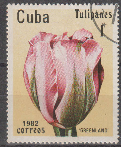 THEMATIC FLOWERS CUBA ULH