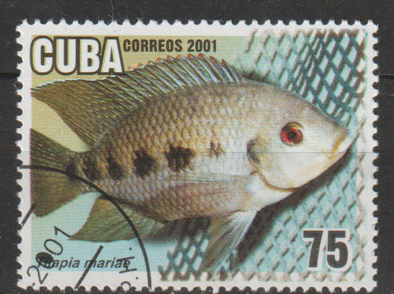 THEMATIC MARINE LIFE/FISH S CUBA CTO