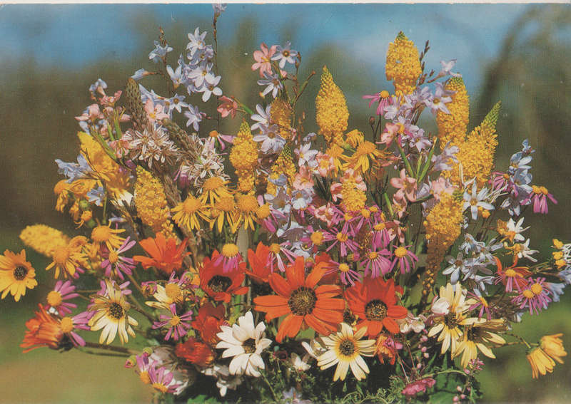 USED POST CARD SA