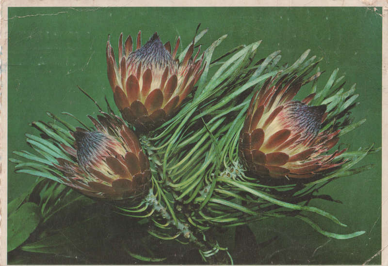 USED POST CARD SA