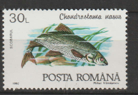 THEMATIC FISH ROMANIA MM