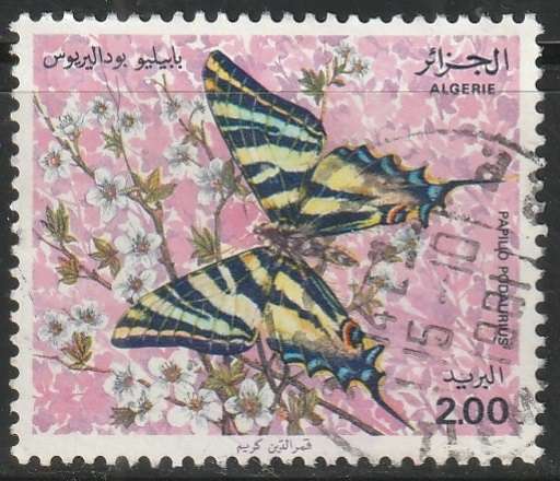 THEMATIC BUTTERFLIES ALGERIA ULH