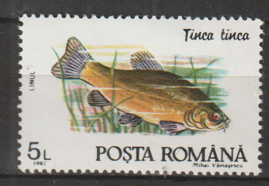 THEMATIC FISH ROMANIA MM