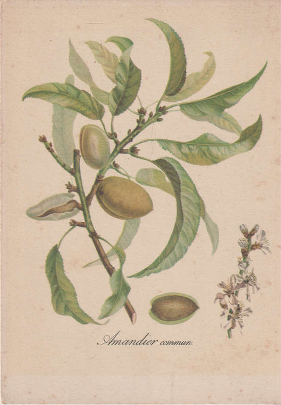 MINT POST CARD
