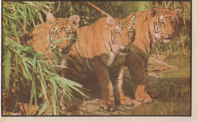 MINT POST CARD INDIA