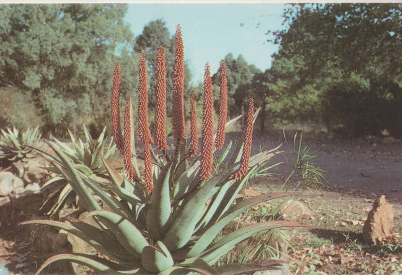 MINT POST CARD SA