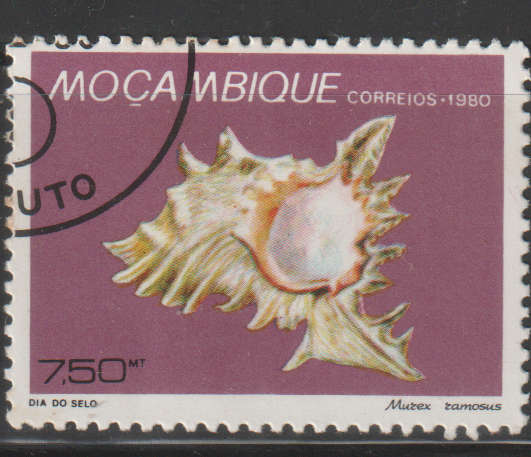 THEMATIC SHELLS MOZAMBIQUE ULH
