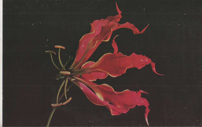 USED POST CARD
