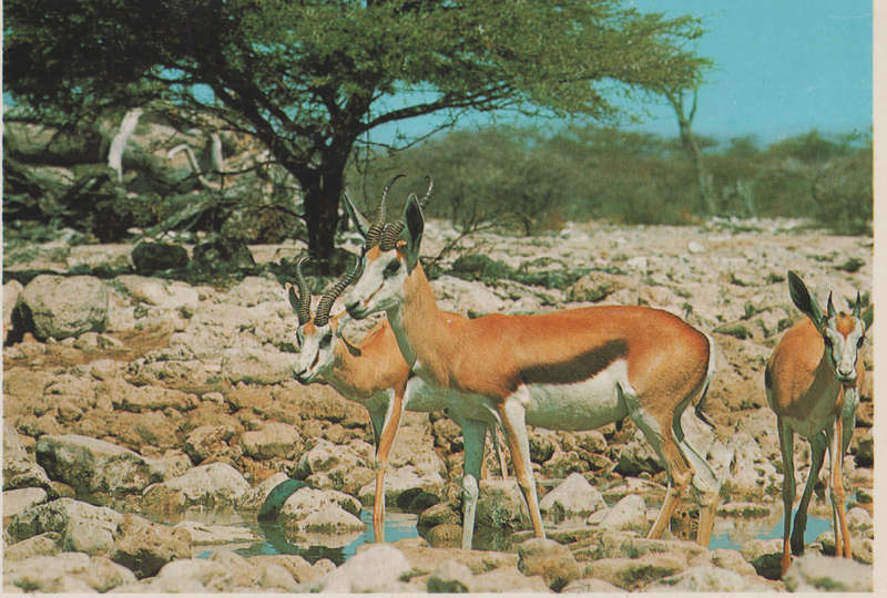 MINT POST CARD SA
