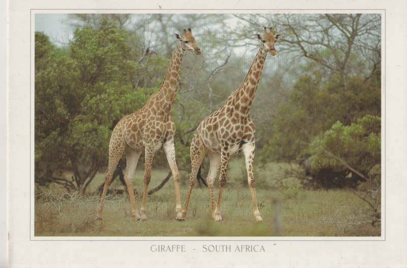 MINT POST CARD SA
