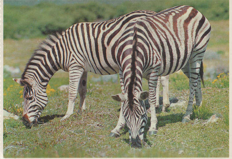 MINT POST CARD SA