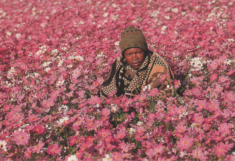 MINT POST CARD LESOTHO