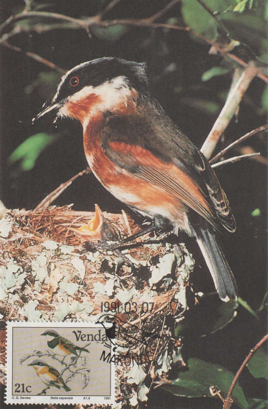 MINT VENDA POST CARD/MAXI CARD